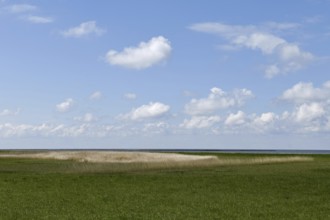 Salt marshes on the North Sea, North Sea coast, dyke foreland between Duhnen, Sahlenburg and