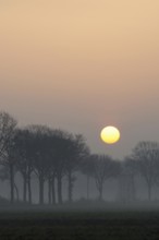 Morning atmosphere... Idyll on the Lower Rhine early in the morning, sunrise over an avenue of