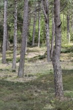 Dune pine forest... Wernerwald (Cuxhaven-Duhnen), black pines (Pinus nigra), typical forest form on