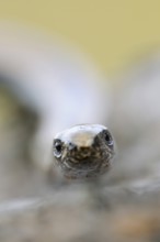Lizard eyes... Slow worm (Anguis fragilis), frontal close-up, head portrait, direct eye contact,