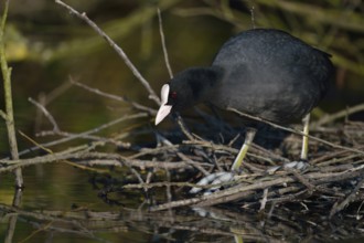 Nest building... Eurasian Coot rail (Fulica atra), coot builds, occupies nest under a bush at the