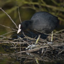 Nest building... Eurasian Coot rail (Fulica atra), coot builds, occupies nest under a bush at the