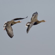 In rapid flight... White-fronted geese (Anser albifrons), arctic wild geese, wintering guests on