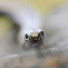 Lizard eyes... Slow worm (Anguis fragilis), frontal close-up, head portrait, direct eye contact,