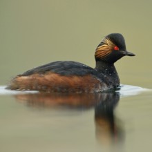 Early morning at the lake... Black-necked Grebe (Podiceps nigricollis) in breeding plumage,