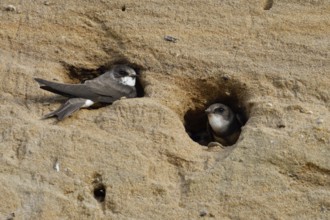 Sand martin colony... Sand martin (Riparia riparia), two sand martins sitting in the entrances of