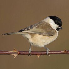 Resident bird... Marsh tit (Poecile palustris), relatively inconspicuous but pretty little tit,