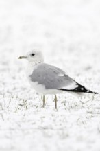Mew Gull (Larus canus) in winter inland, sitting, resting on snow-covered farmland, white bird on