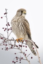 Kestrel (Falco tinnunculus), female falcon, adult bird, sitting high up on a bush with red berries,