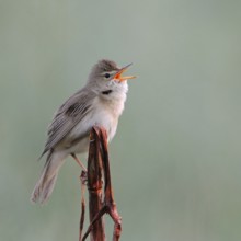Marsh warbler (Acrocephalus palustris), adult male shortly after arrival in the breeding area, late