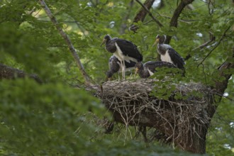 Forest storks... Black stork (Ciconia nigra), well-hidden eyrie in the crown of an old beech tree,