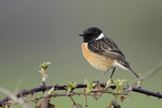High up on the bramble bushes... Common stonechat (Saxicola torquata) Male in breeding plumage,