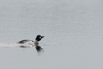 In courtship display... Common goldeneye (Bucephala clangula) drake in breeding plumage, mating,