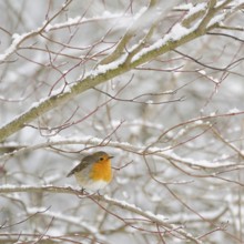 Robin (Erithacus rubecula) in winter, snow, sits thickly fluffed up up in snow-covered bushes, in