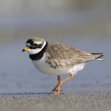 Little Ringed Plover (Charadrius hiaticula) walking on the beach, in the Wadden Sea along the tide