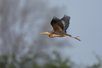 Rare observation... Pupur heron (Ardea purpurea) in flight in front of a beautifully structured