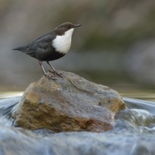 On top... White-throated Dipper (Cinclus cinclus) in its typical habitat, standing in the middle of
