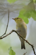 Inconspicuous native songbird living in hiding... Wood Warbler (Phylloscopus sibilatrix) high up in