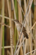 Reed warbler (Locustella luscinioides) in its typical habitat in the reeds, rare, mostly