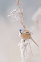 In winter... Bearded Tit (Panurus biarmicus), adult male in splendid plumage, summer plumage,