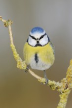 Blue tit (Cyanistes caeruleus), small, well-known, common songbird, garden bird, sitting on an