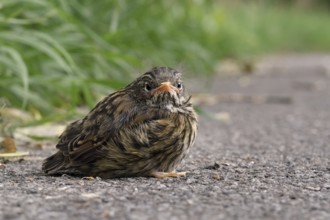 By the wayside... Dunnock (Prunella modularis), not yet fledged chick, young bird sits next to the