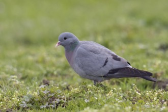 Rather rare native wild pigeon... Stock Dove (Columba oenas), the only native wild pigeon that
