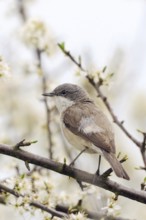 A hedge dweller... Rattling warbler (Sylvia curruca), native songbird sits in spring hunting for