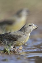 At the waterhole... Pine Crossbill (Loxia pytyopsittacus), a flock of rare Pine Crossbills have