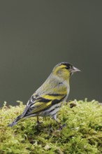European siskin (Spinus spinus), male bird in breeding plumage, splendid plumage, sits on green