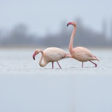 High in the north... Pink flamingo (Phoenicopterus roseus), three pink flamingos from the