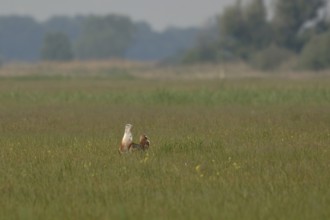 Steppe bird... Great Bustard (Ortis tarda), extremely rare, large native bird species, endangered,