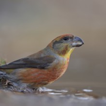 Pine crossbill (Loxia pytyopsittacus), colourful male drinks from a puddle of water, sits at a