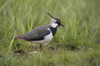 Short crest... Lapwing (Vanellus vanellus), generally known, typical meadow limicole, wading bird,
