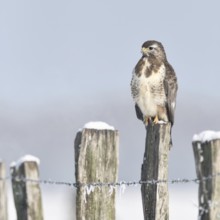 In snow and frost... Buzzard (Buteo buteo) perched on a fence post in the snow on a cold winter's