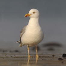 Mediterranean Gull (Larus michahellis) at low tide and early light on the beach of the North Sea,