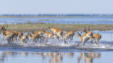 Red Lechwe herd, Kobus leche, running for crossing the Chobe river. Wild antelopes in natural