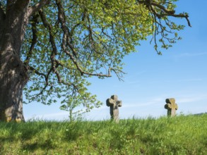 Two medieval stone crosses under an old horse chestnut tree, murder cross, atonement cross,