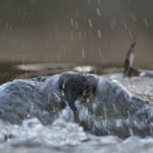 Against the current... White-throated Dipper (Cinclus cinclus) during a dive to search for food in