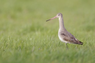 In a light-coloured dress... Black-tailed godwit (Limosa limosa), typical meadow limosa, wading