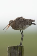 Black-tailed godwit (Limosa limosa), meadow limosa, wading bird sits, stands on a fence post in the