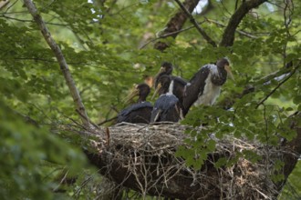 Cramped nest... Black stork (Ciconia nigra), Wood Stork, well-hidden eyrie in the crown of an old