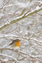Robin (Erithacus rubecula) in winter, snow, sits thickly fluffed up up in snow-covered bushes, in