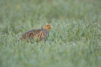 Dewdrops glisten... Grey partridge (Perdix perdix) walking through a dewy field in the early