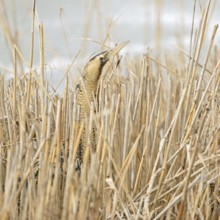 A quick look... Bittern (Botaurus stellaris) in winter, head portrait, cropped view, lives hidden