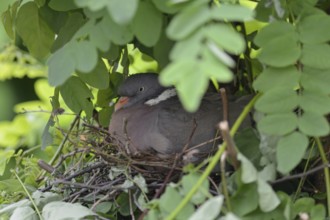 Nesting... Wood pigeon (Columba palumbus), wild pigeon nests hidden, secretly, nest in a tree,