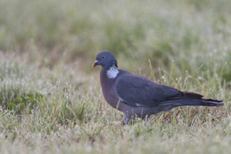 On a dewy meadow... Wood pigeon (Columba palumbus) Wild pigeon running through wet grass early in