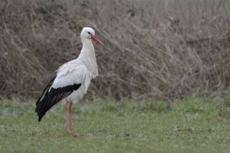 White stork (Ciconia ciconia) in January, in winter, hibernation, hibernates in Germany, has given