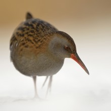 Water rail (Rallus aquaticus) in frosty, harsh winter, resident bird, not migratory, foraging in