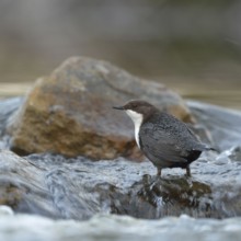 Skilful... White-throated Dipper (Cinclus cinclus) in its territory in search of food, standing